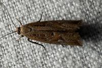 Bactra