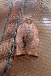 Cacoecimorpha pronubana
