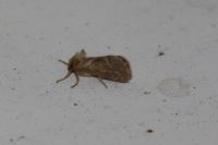 Triodia sylvina