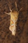 Triodia sylvina