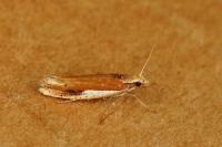 Ypsolopha parenthesella