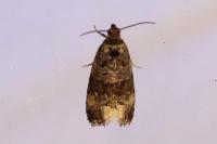 Endothenia gr. gentianaeana