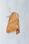 Apoda limacodes