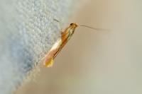 Caloptilia