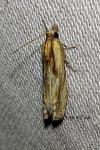Eucosma cana