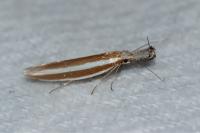 Pleurota aristella