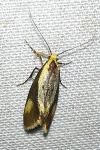 Harpella forficella