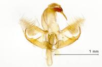 Harpella forficella