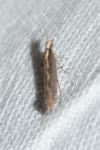 Plutella xylostella