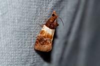 Epinotia festivana