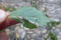 Cosmopterix pulchrimella