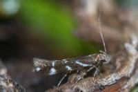 Eteobalea albiapicella