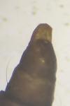 Phyllonorycter pastorella