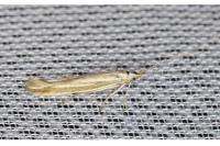 Coleophora albicosta