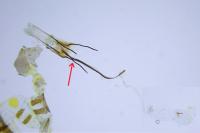 Coleophora albicosta