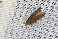 Scrobipalpa acuminatella