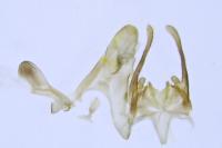 Scrobipalpa acuminatella
