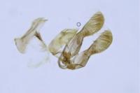 Grapholita gemmiferana