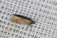 Aroga velocella