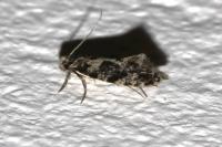 Nemapogon granellus
