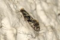 Nemapogon granellus
