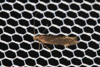 Oxypteryx immaculatella