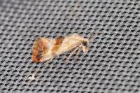 Cochylis epilinana