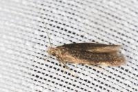 Oxypteryx immaculatella