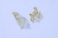 Oxypteryx immaculatella