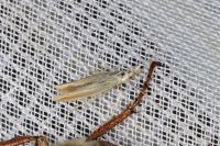 Coleophora albicosta