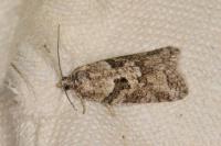 Cnephasia cupressivorana