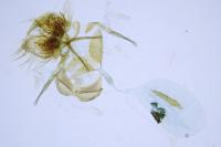Cnephasia cupressivorana
