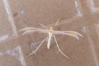 Merrifieldia malacodactyla