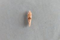 Cochylimorpha straminea/alternana