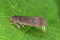 Anacampsis timidella
