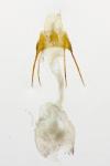 Anacampsis timidella