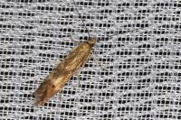 Monochroa lucidella