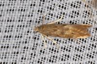 Monochroa lucidella