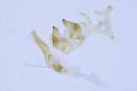 Monochroa lucidella
