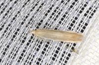 Coleophora adjunctella
