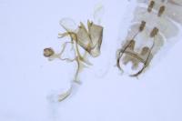Coleophora adjunctella