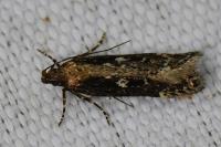 Gelechia sororculella
