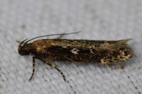 Gelechia sororculella