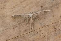 Emmelina monodactyla
