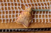 Carcina quercana