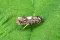 Epiblema cirsiana