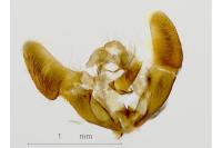 Epiblema cirsiana