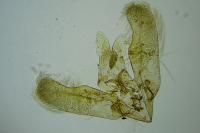 Elachista lugdunensis