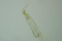 Elachista lugdunensis