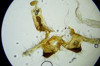 Coleophora oriolella